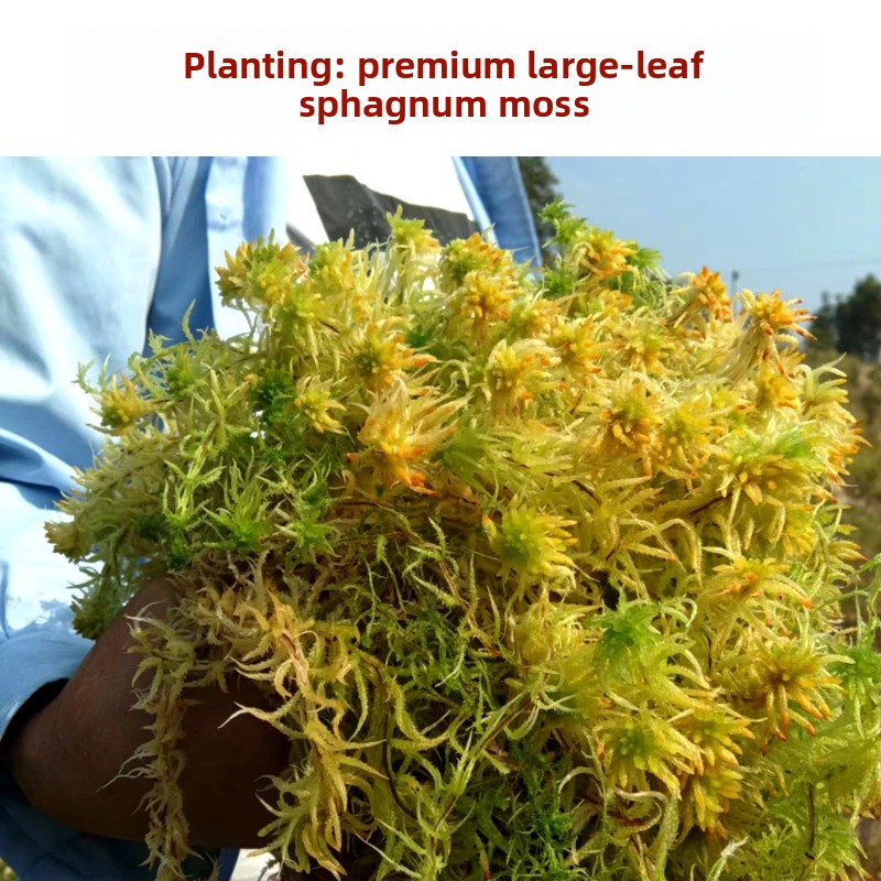 Sphagnum Moss Dry - Grade A Dried Sphagnum Moss, Natural
