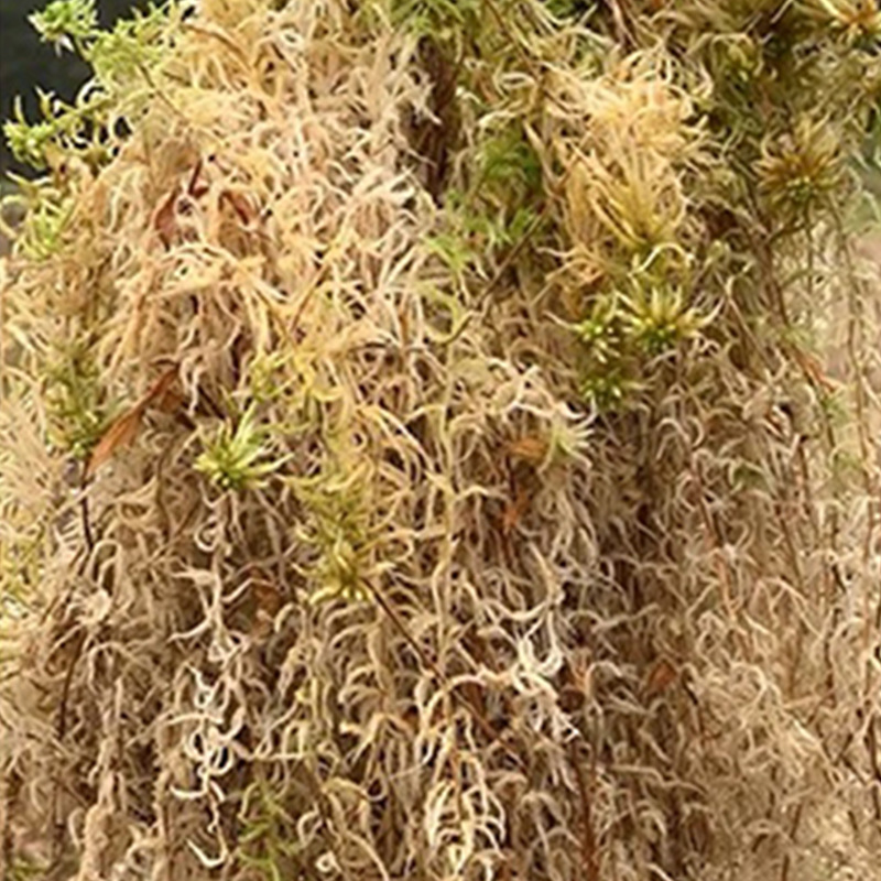 Reptile Terrarium Sphagnum Mos - Sphagnum Moss Dry recension och pris